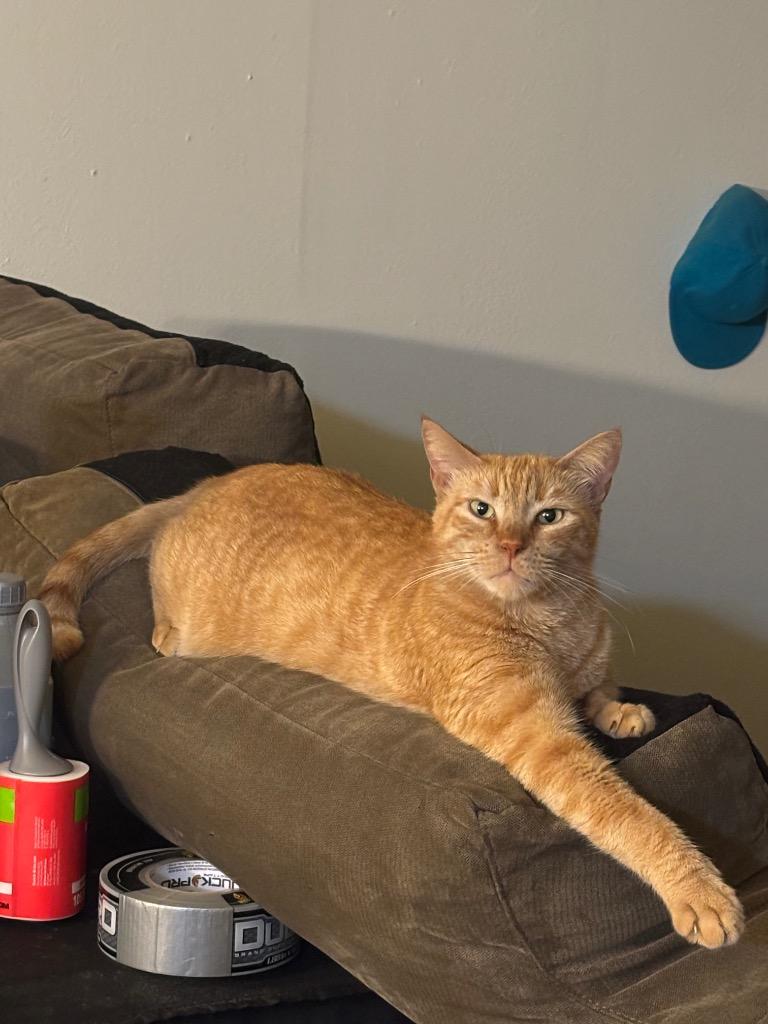 Pappy, a Adoptable mixed breed in New Orleans, LA image 5/5