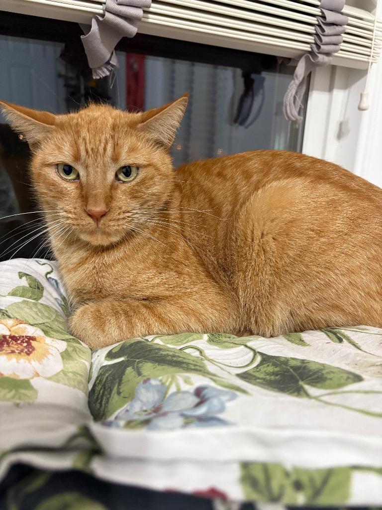 Enlarge Pappy, a Adoptable mixed breed in New Orleans, LA image 5/6