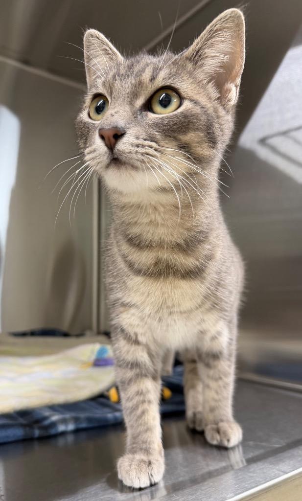 Enlarge Cassie, a Adoptable mixed breed in Seven Points, TX image 1/1