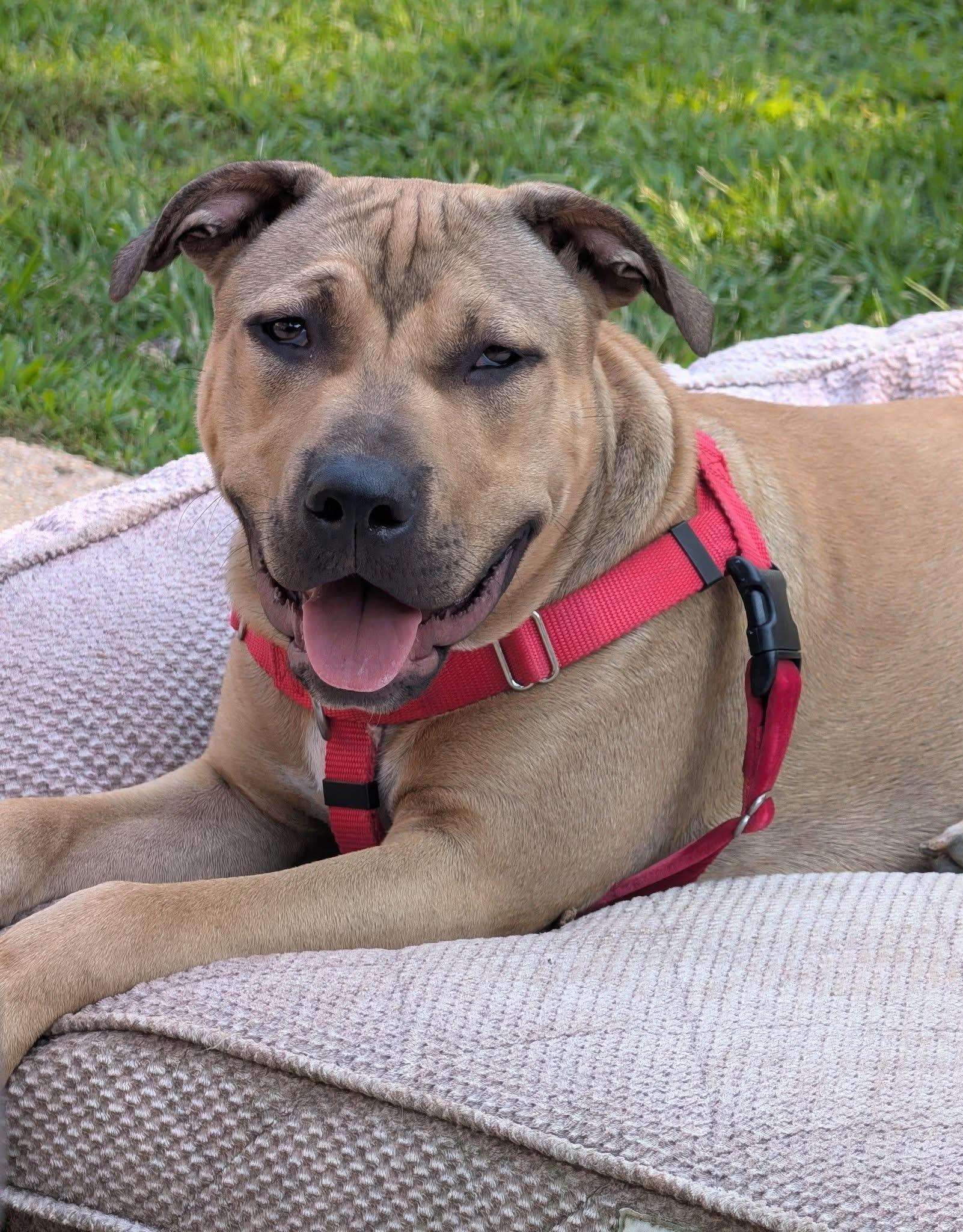 Enlarge Harold, a ADOPTABLE mixed breed in Oceanport, NJ image 3/6
