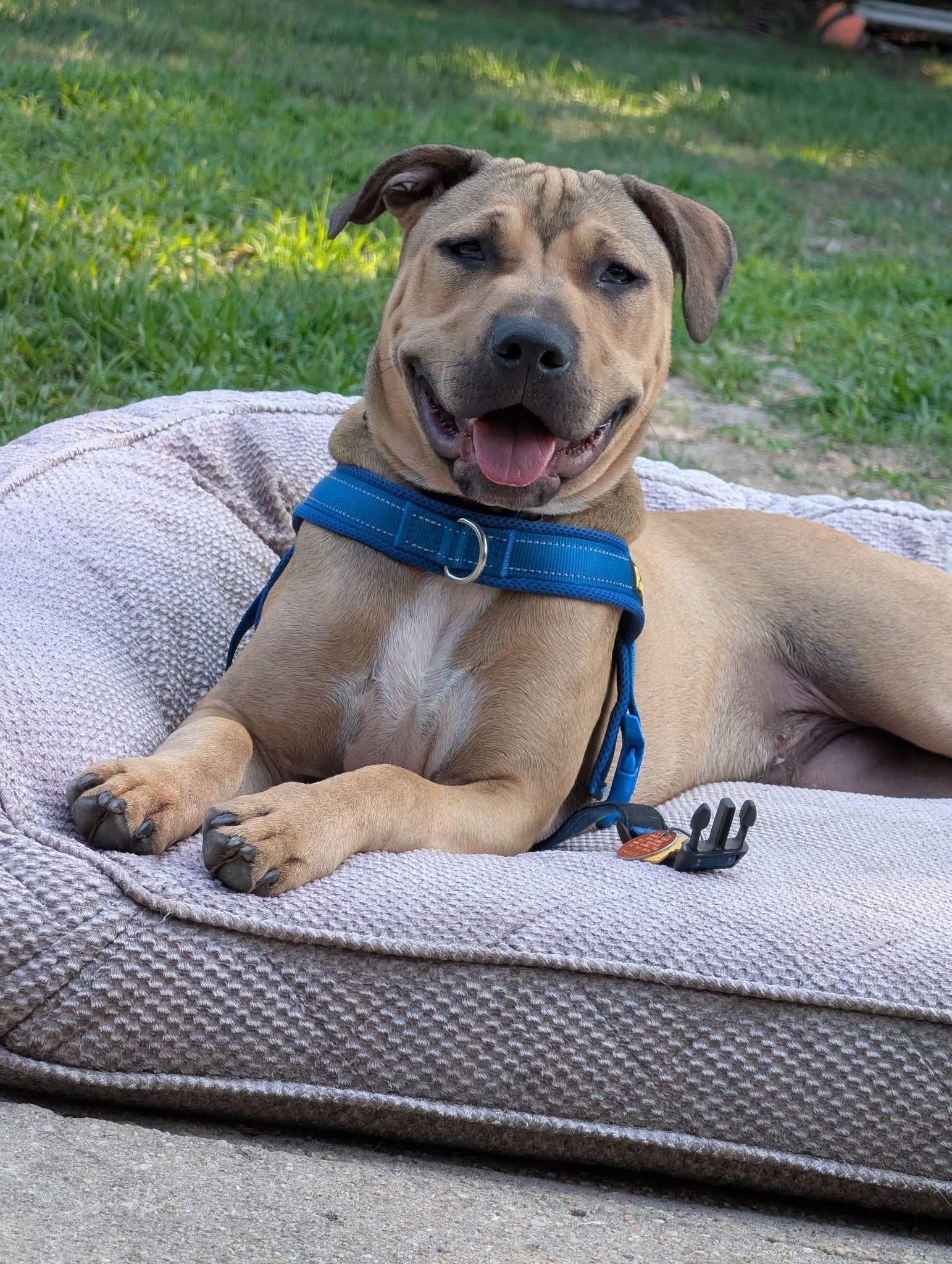 Enlarge Harold, a ADOPTABLE mixed breed in Oceanport, NJ image 1/6