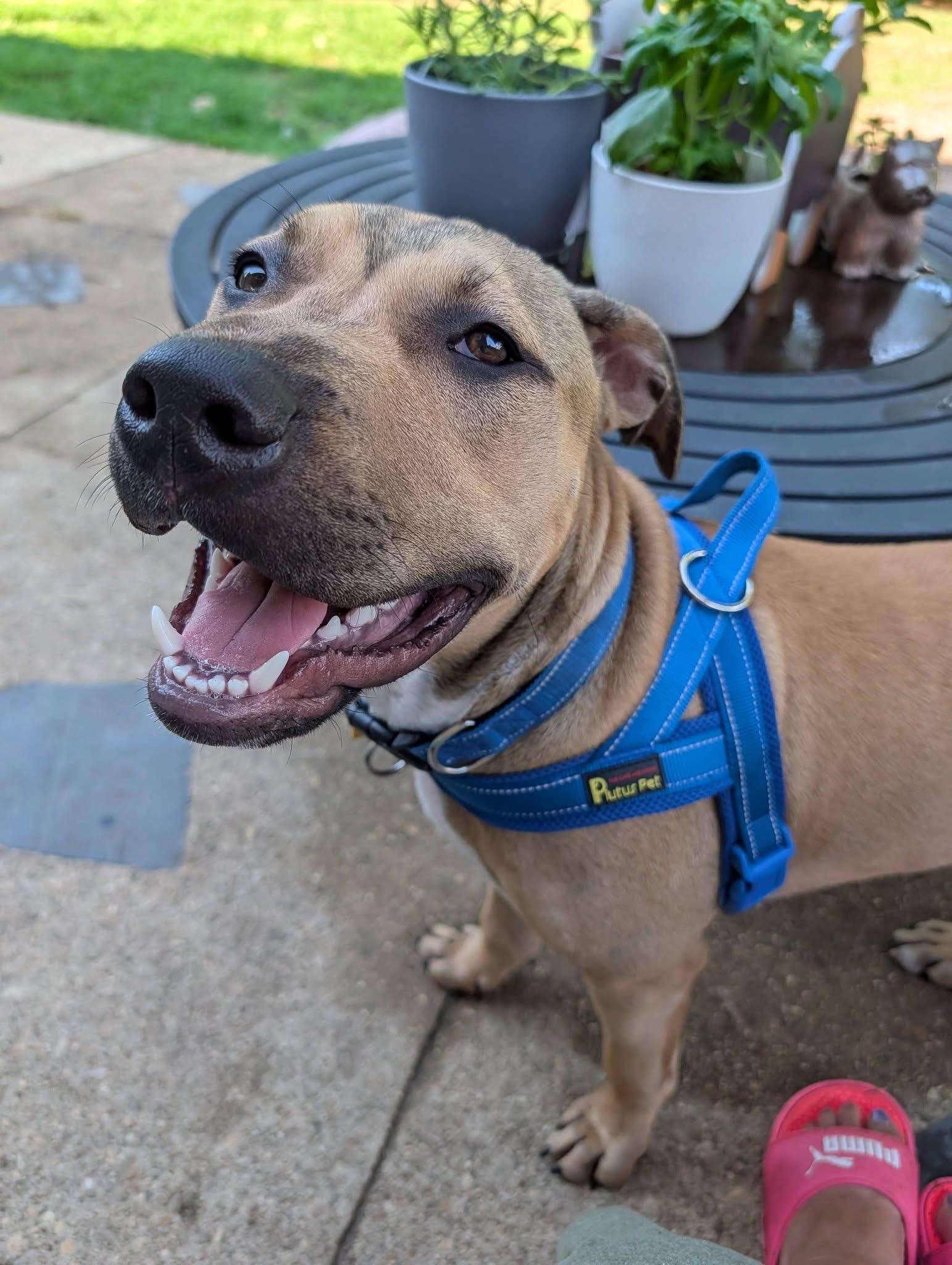 Enlarge Harold, a ADOPTABLE mixed breed in Oceanport, NJ image 5/6