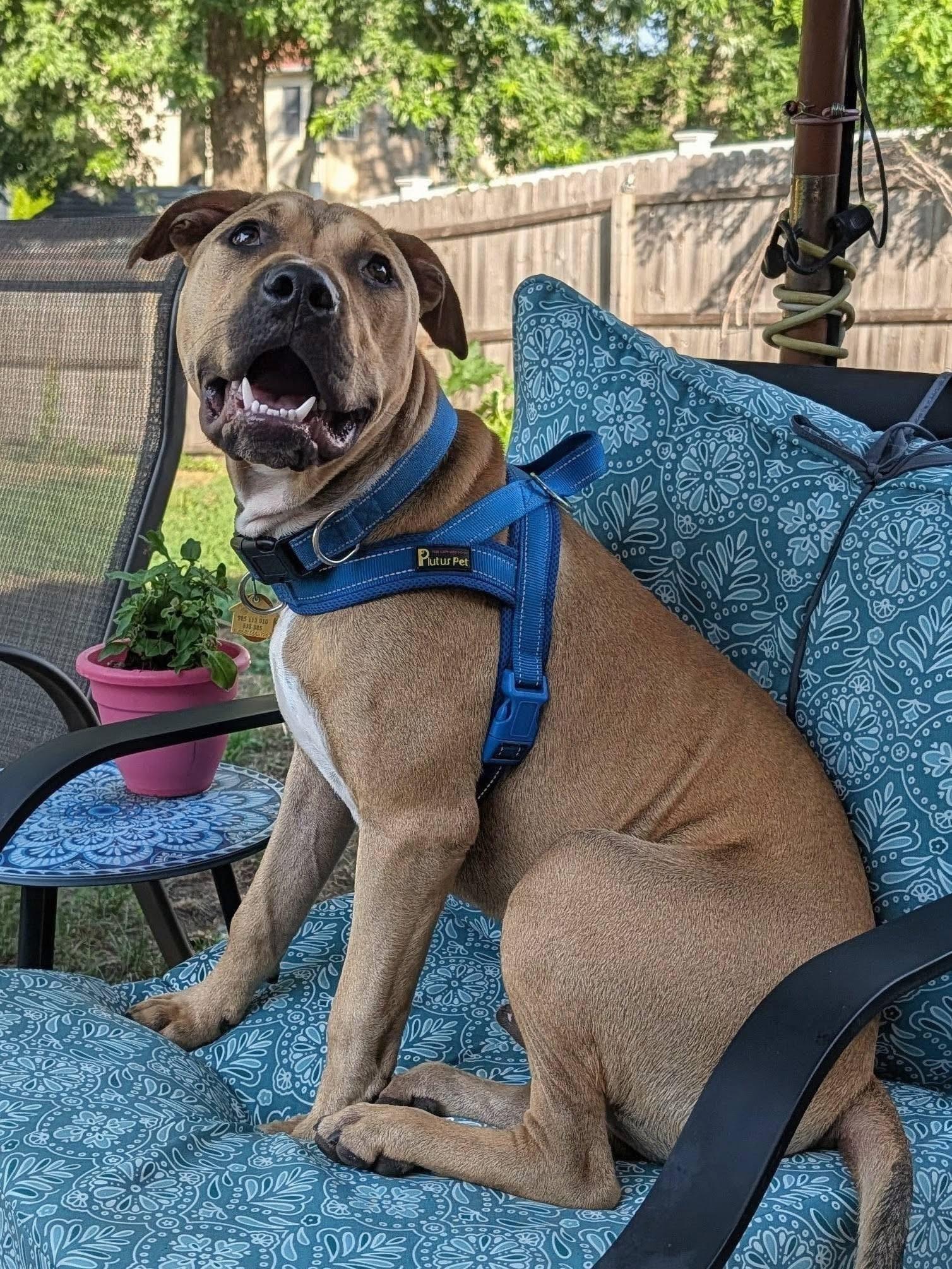 Enlarge Harold, a ADOPTABLE mixed breed in Oceanport, NJ image 2/6