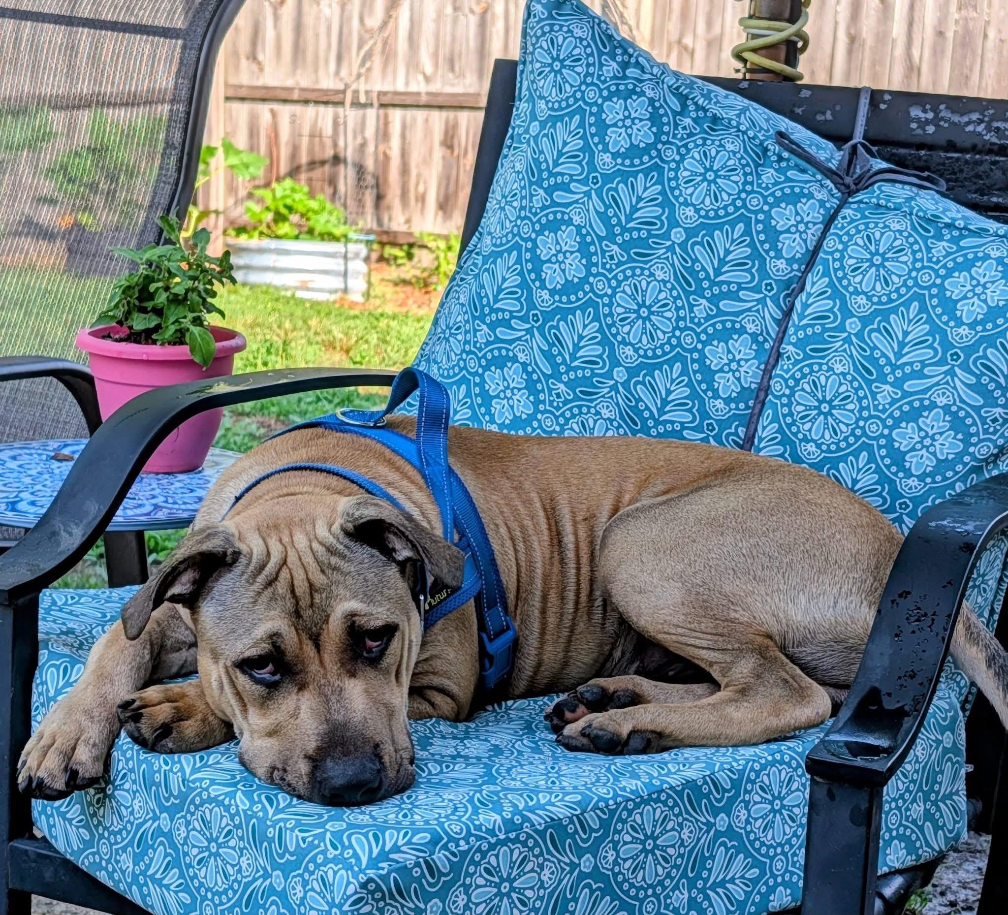 Enlarge Harold, a ADOPTABLE mixed breed in Oceanport, NJ image 6/6