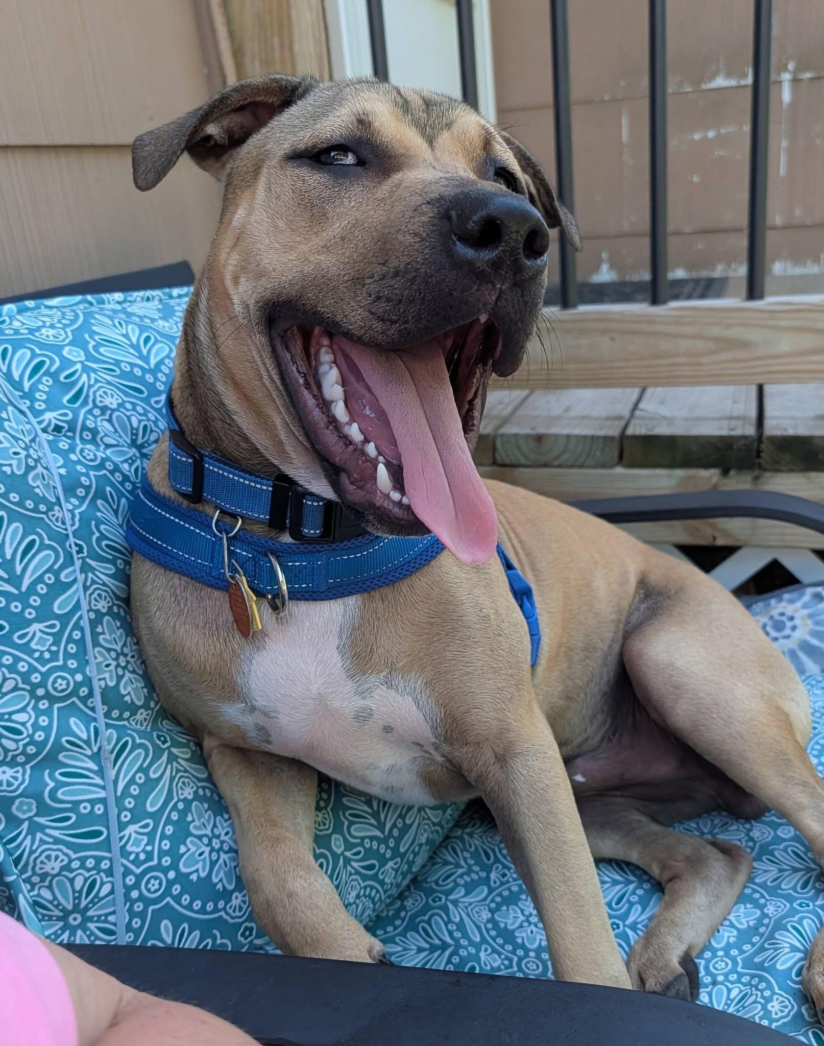 Enlarge Harold, a ADOPTABLE mixed breed in Oceanport, NJ image 4/6