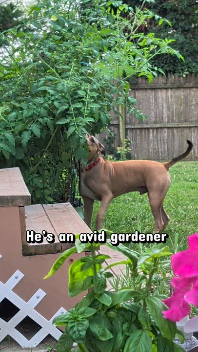 Enlarge Foster needed Harold, a Adoptable mixed breed in Oceanport, NJ video 6/6