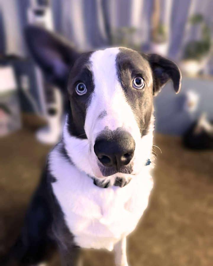 Rico, Adoptable, Adult Male Border Collie & Australian Shepherd.