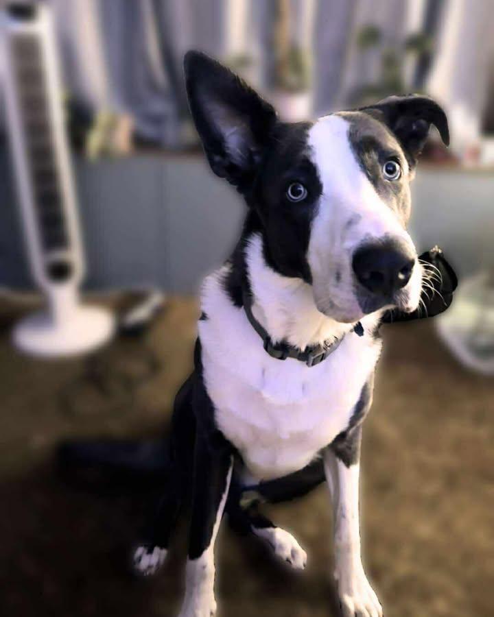 Rico, a Adoptable mixed breed in Tillamook, OR image 2/4