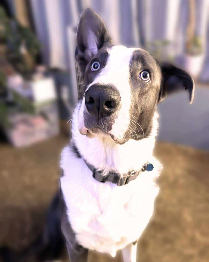 Rico, a Adoptable mixed breed in Tillamook, OR image 3/4