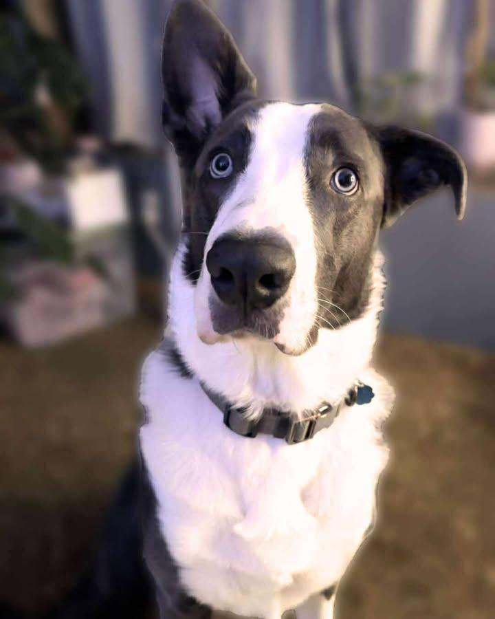 Rico, a Adoptable mixed breed in Tillamook, OR image 4/4