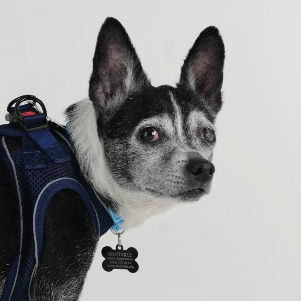 Guffman 13783, Adoptable, Senior Male Chihuahua & Boston Terrier.