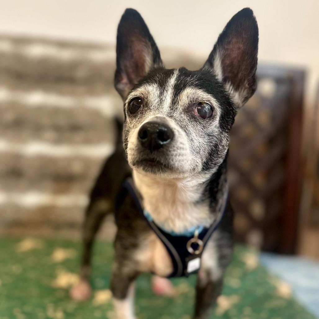 Enlarge Guffman 13783, a Adoptable Boston Terrier in San Francisco, CA image 2/6