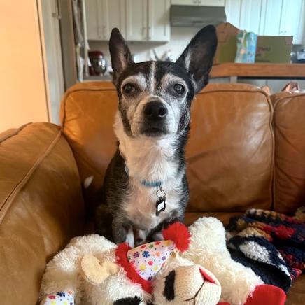 Enlarge Guffman 13783, a Adoptable Boston Terrier in San Francisco, CA image 3/6