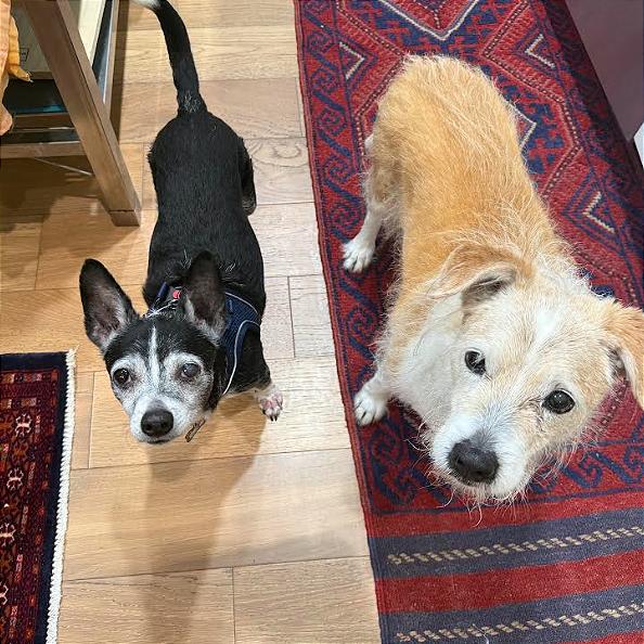 Enlarge Guffman 13783, a Adoptable Boston Terrier in San Francisco, CA image 3/6