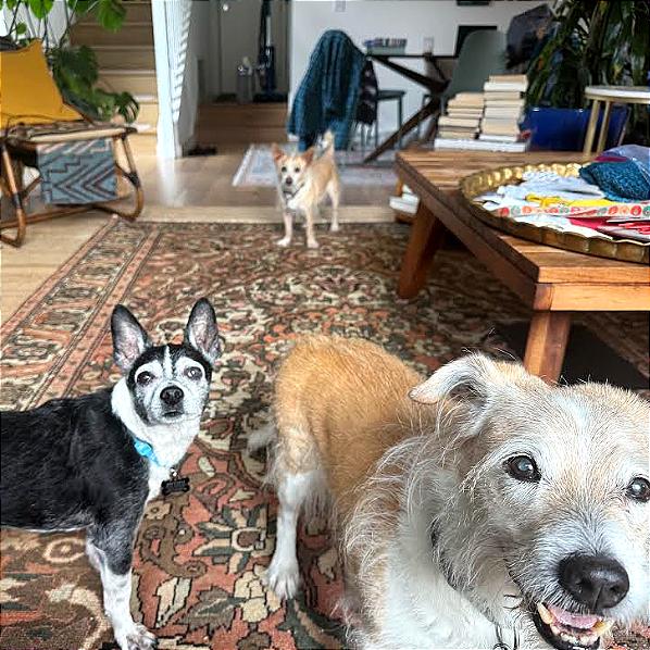 Enlarge Guffman 13783, a Adoptable Boston Terrier in San Francisco, CA image 4/6