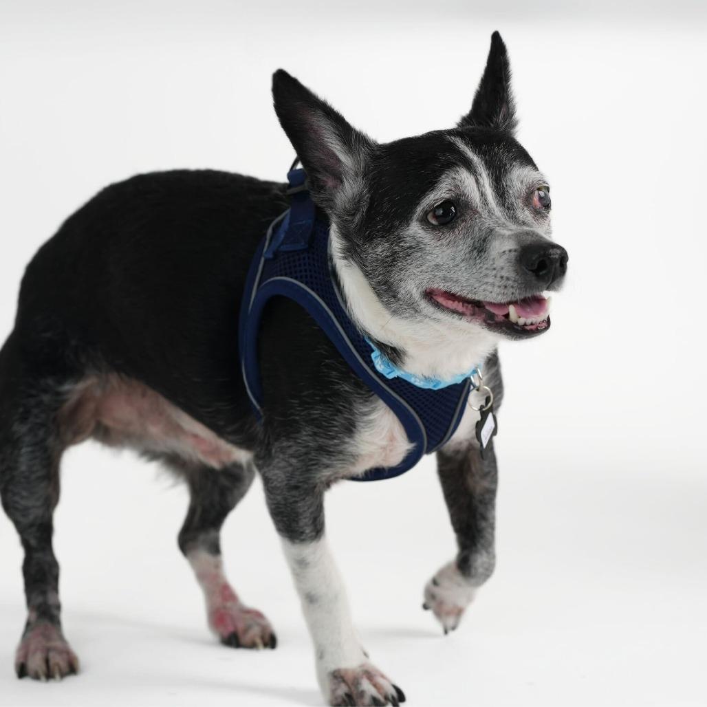 Enlarge Guffman 13783, a Adoptable Boston Terrier in San Francisco, CA image 5/6