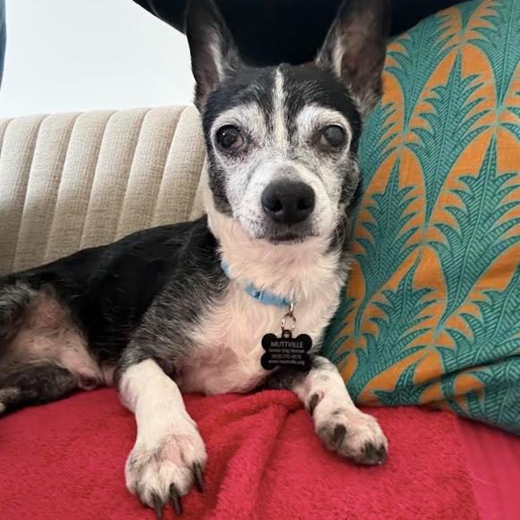 Enlarge Guffman 13783, a Adoptable Boston Terrier in San Francisco, CA image 6/6