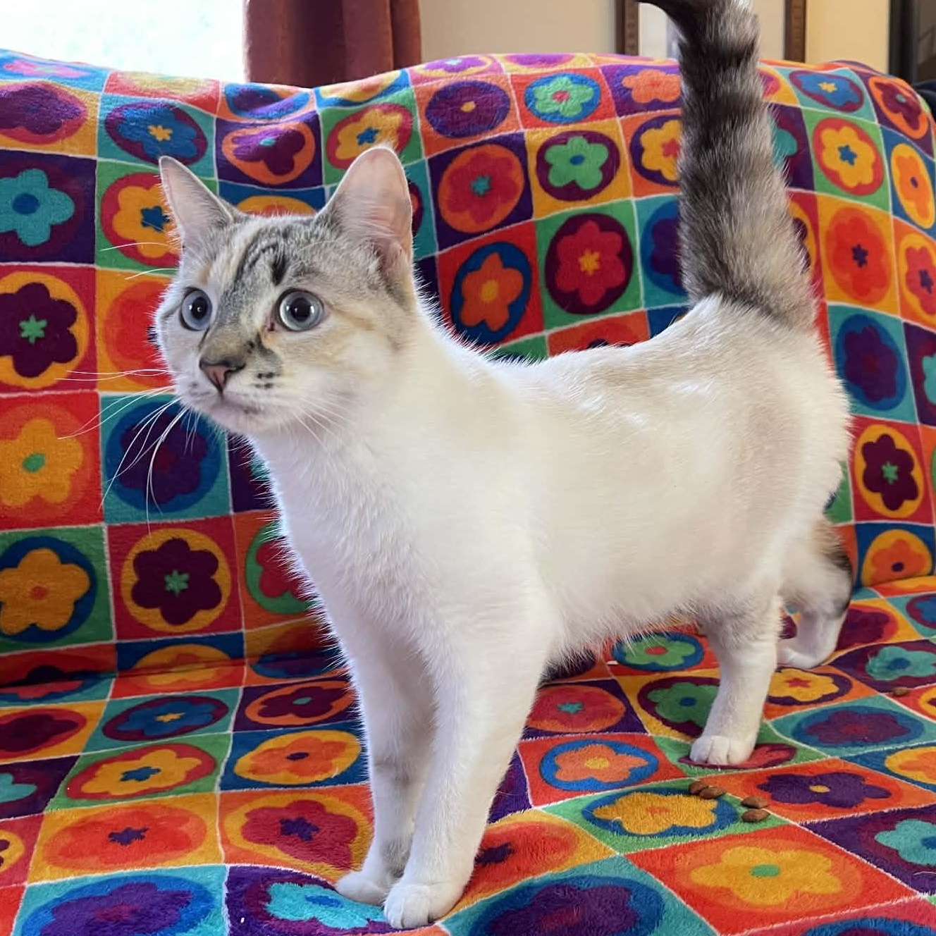 Misty , adopted, Adult Female Domestic Short Hair & Siamese.