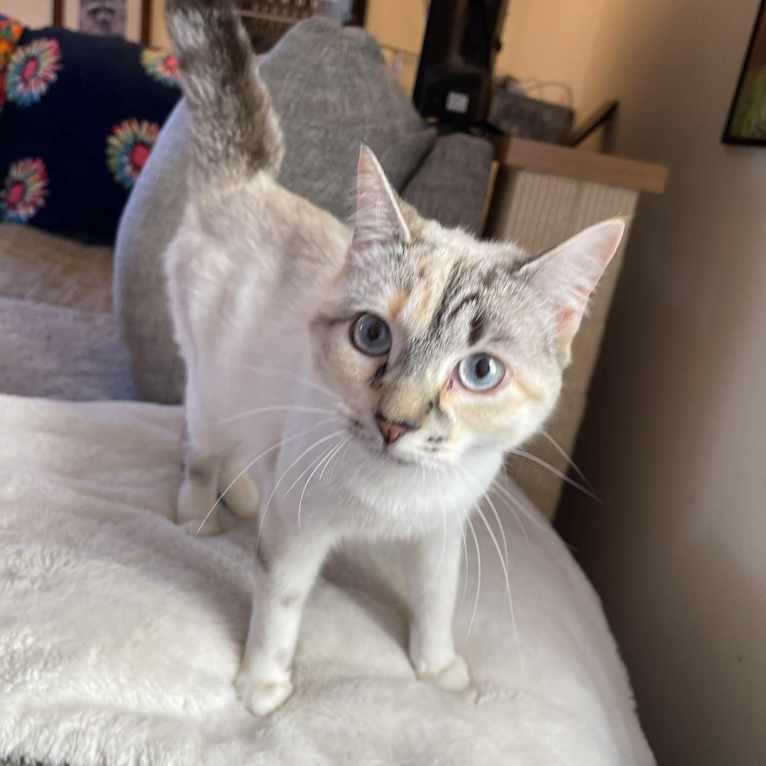 Enlarge Misty , an adopted mixed breed in Scranton, PA image 2/3