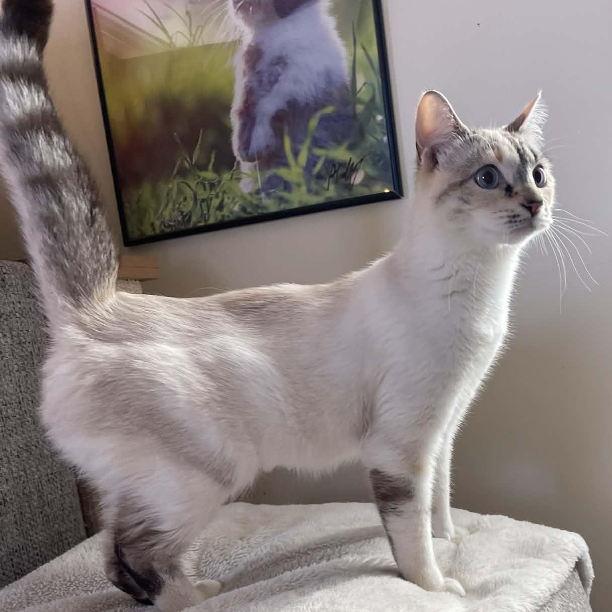 Enlarge Misty , an adopted mixed breed in Scranton, PA image 3/3