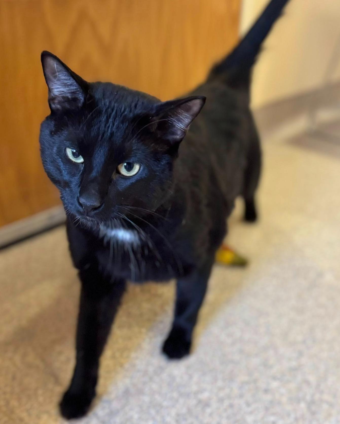 Enlarge Coal, a ADOPTABLE mixed breed in Fremont, MI image 2/2