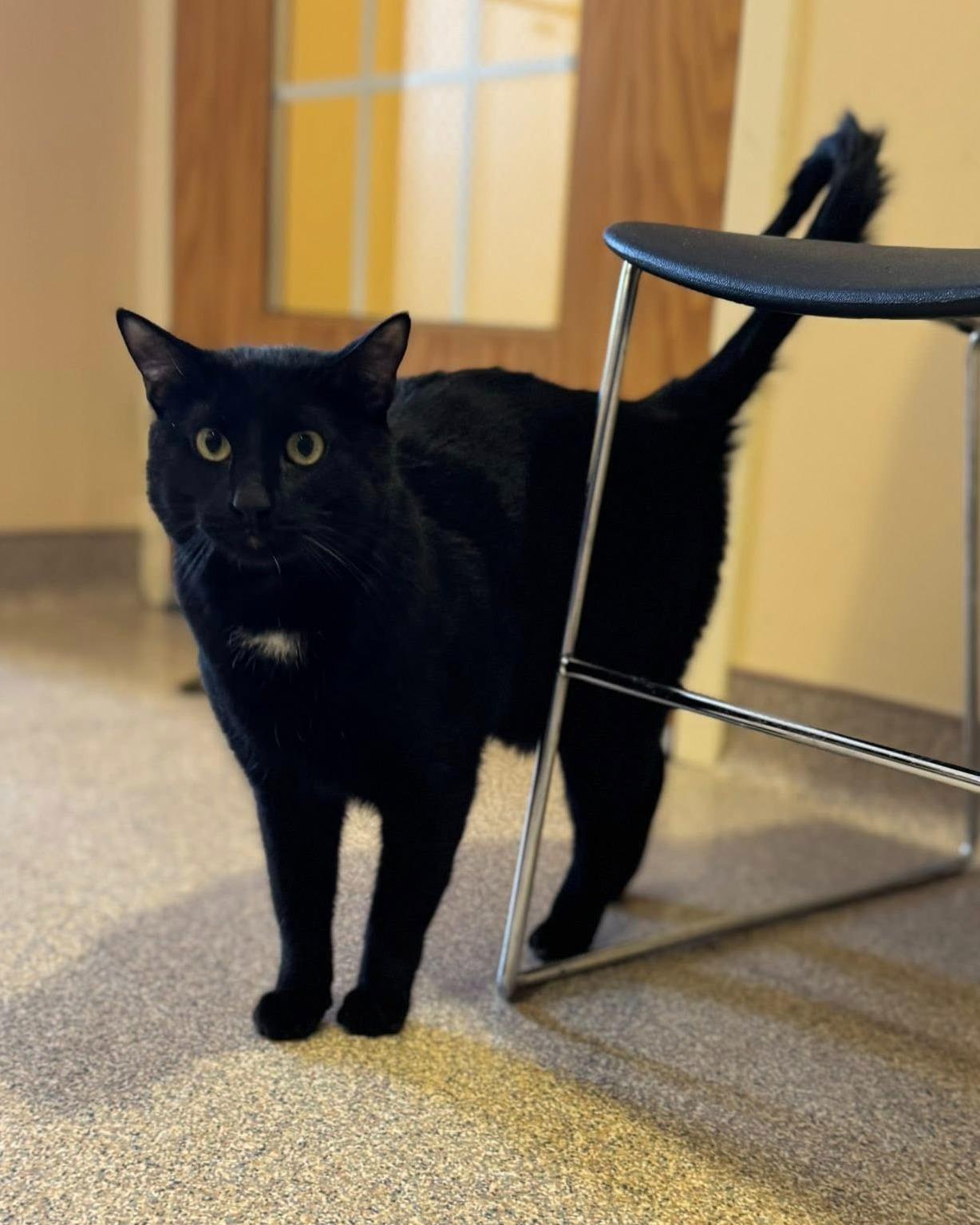 Coal, ADOPTABLE, Adult Male Domestic Short Hair.