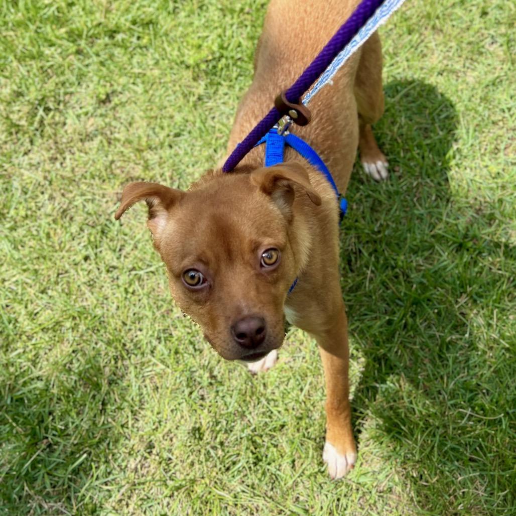 Enlarge Kirsten, a Adoptable Mixed Breed in Wantagh, NY image 3/6