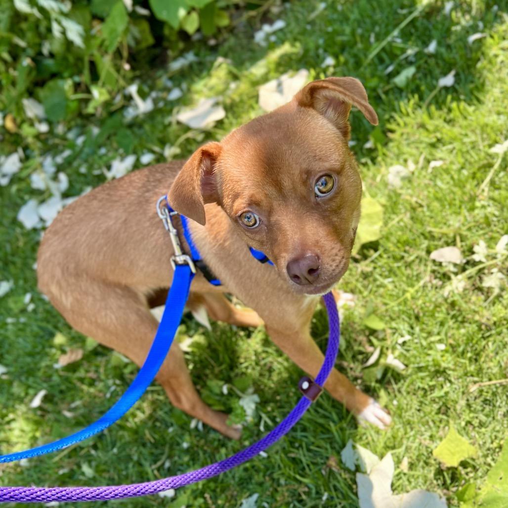 Enlarge Kirsten, a Adoptable Mixed Breed in Wantagh, NY image 5/6