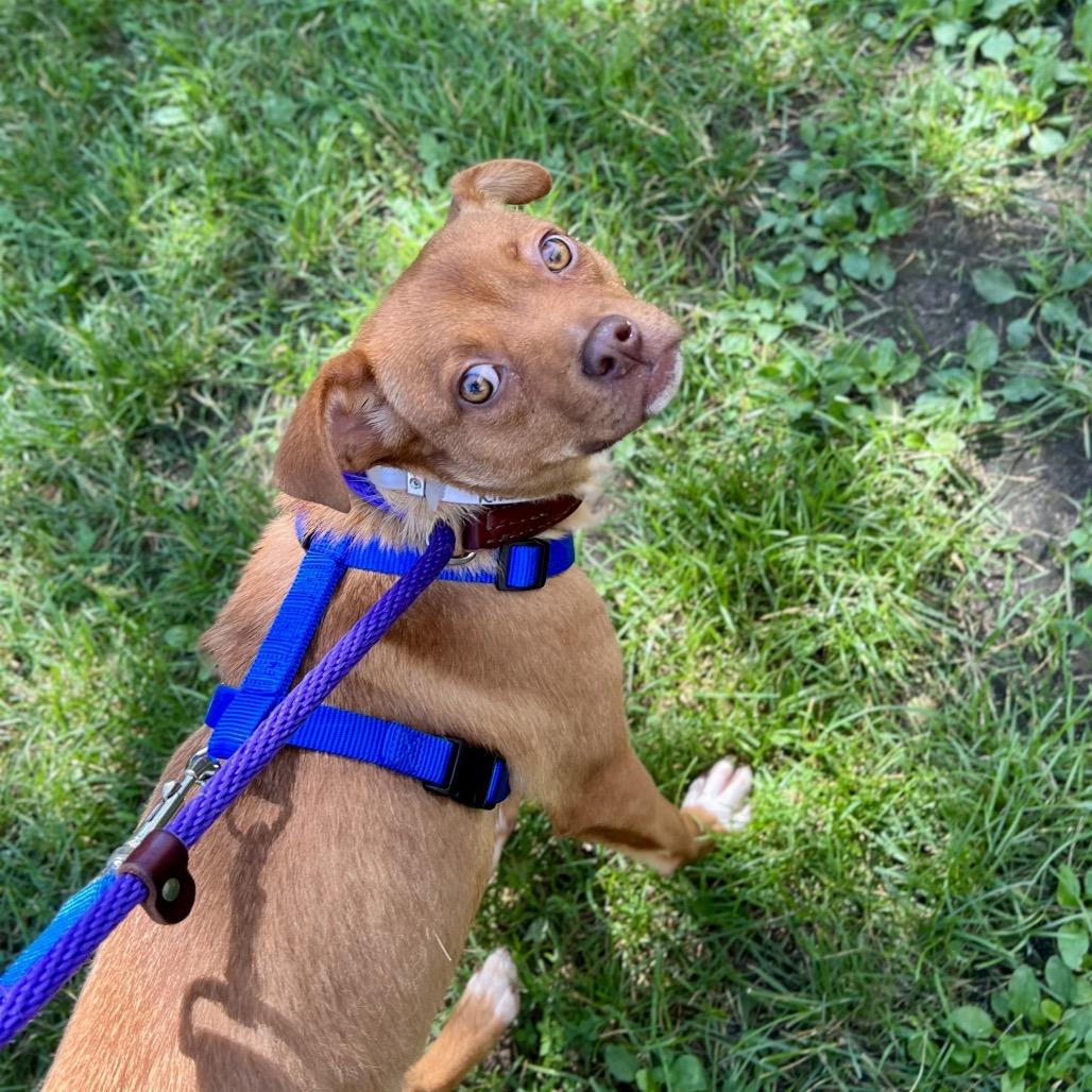 Enlarge Kirsten, a Adoptable Mixed Breed in Wantagh, NY image 6/6