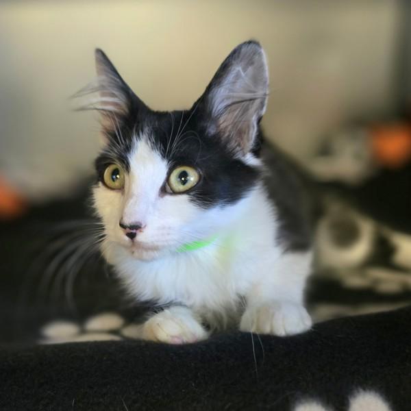Riff Raff, Adoptable, Kitten Male Domestic Medium Hair.