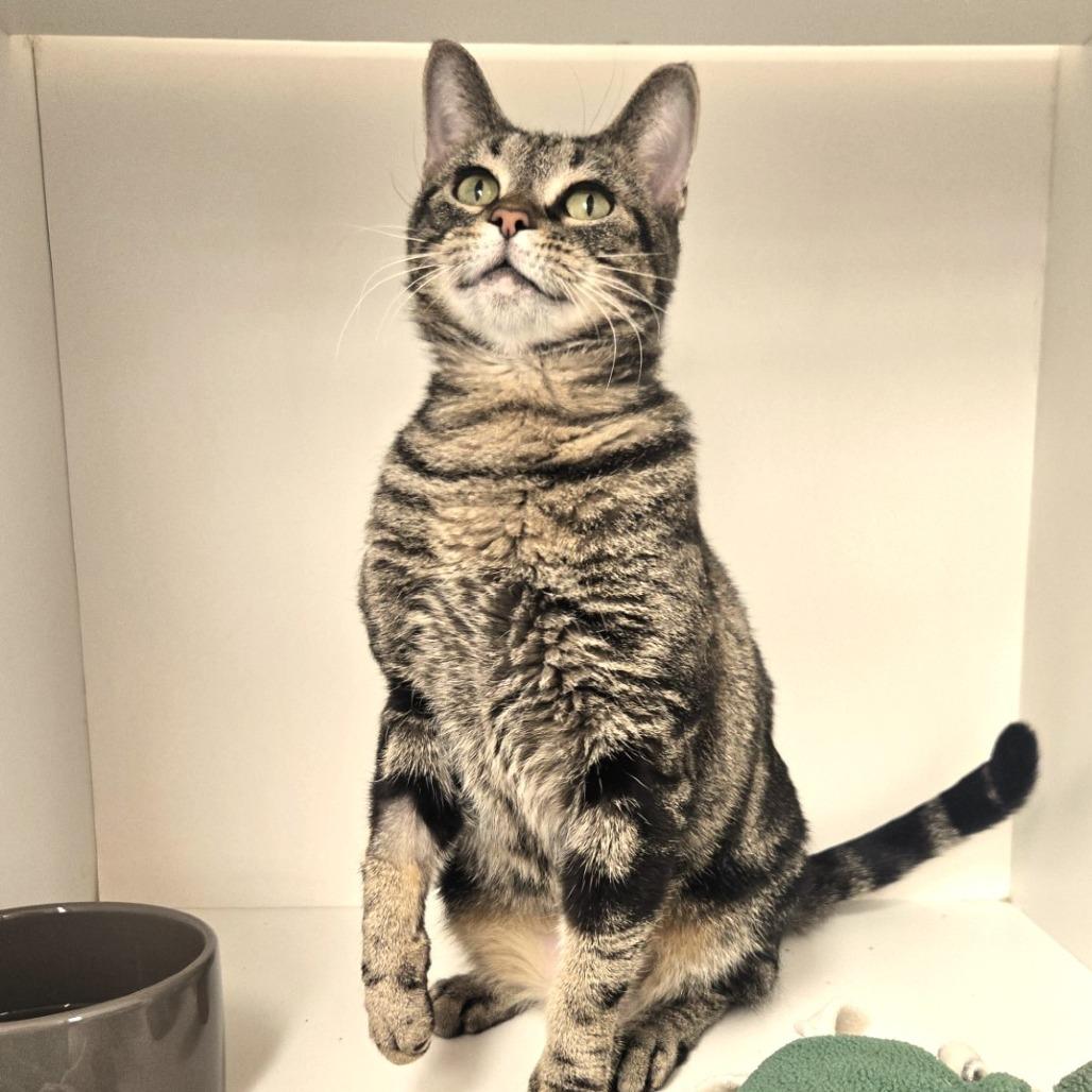 Enlarge Shakira, a Adoptable Domestic Short Hair in Champaign, IL image 1/6