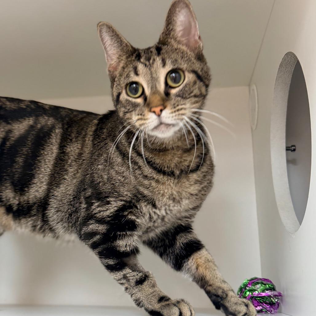 Enlarge Shakira, a Adoptable Domestic Short Hair in Champaign, IL image 2/6