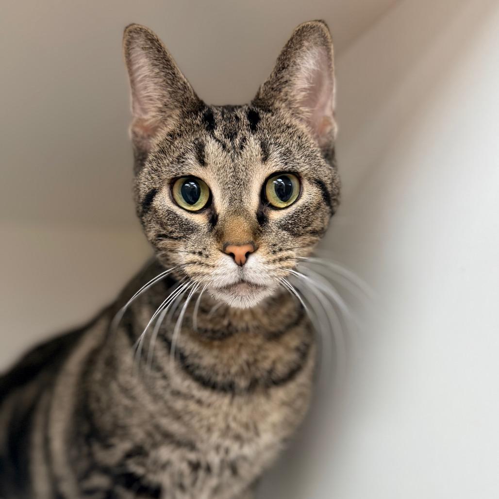 Enlarge Shakira, a Adoptable Domestic Short Hair in Champaign, IL image 3/6