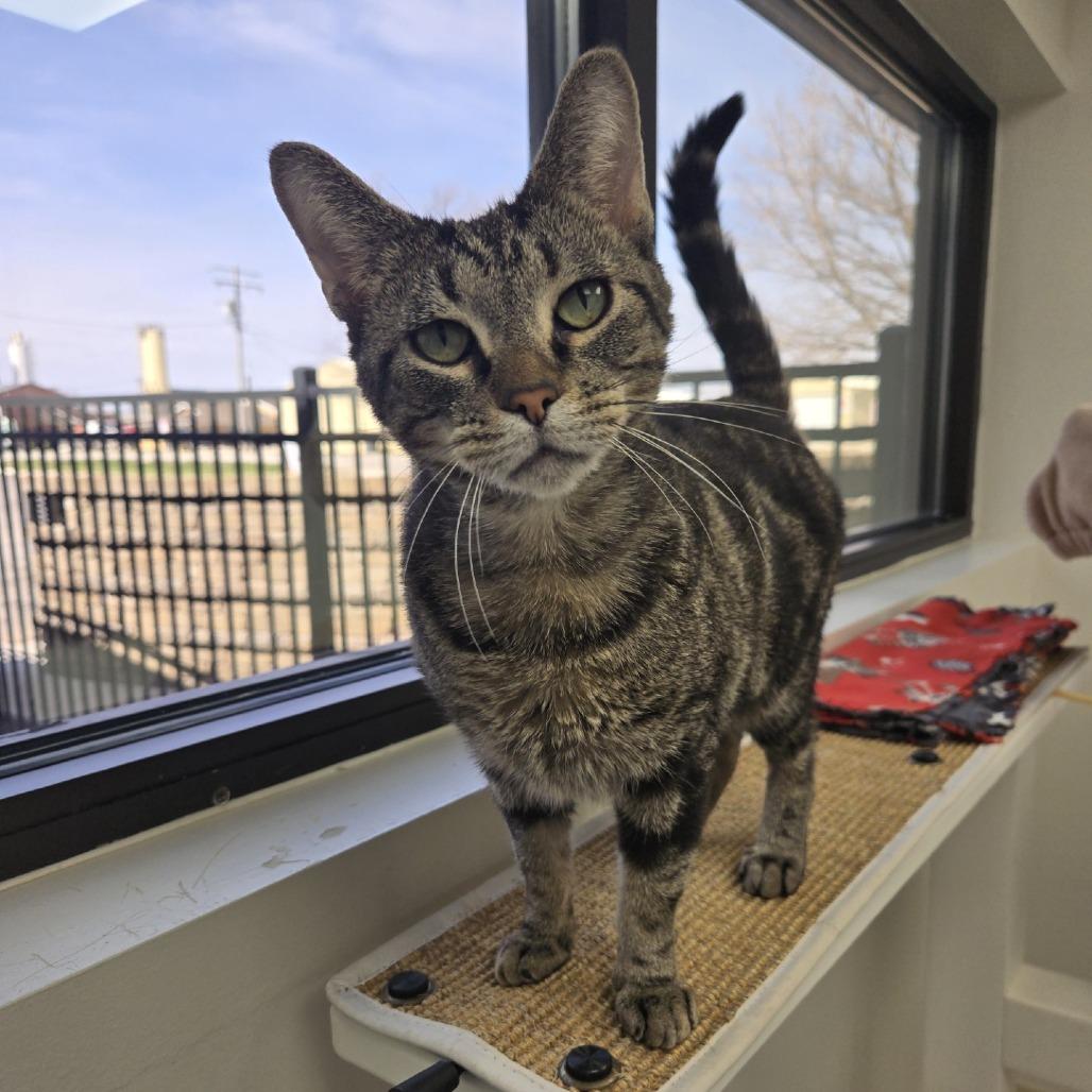 Enlarge Shakira, a Adoptable Domestic Short Hair in Champaign, IL image 4/6