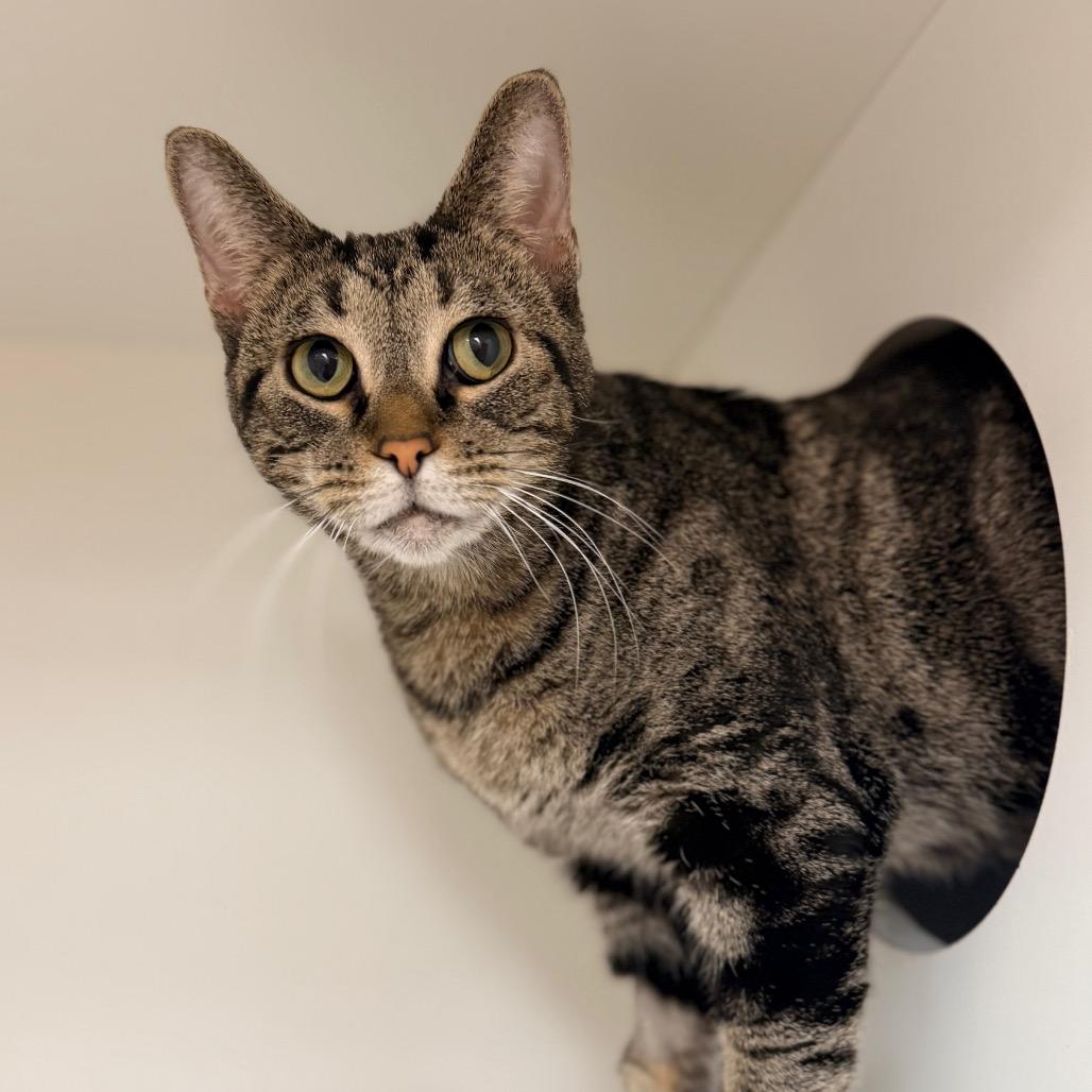 Enlarge Shakira, a Adoptable Domestic Short Hair in Champaign, IL image 5/6