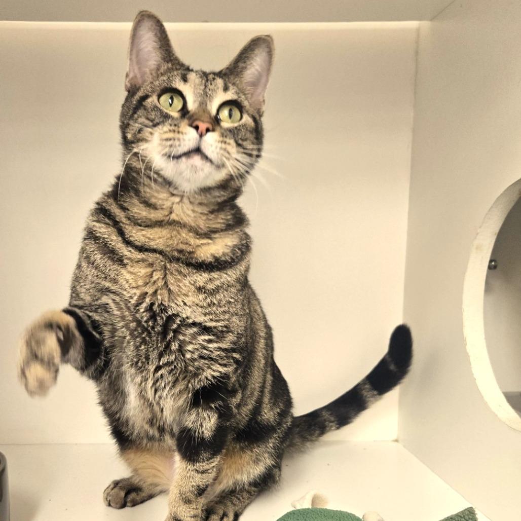 Enlarge Shakira, a Adoptable Domestic Short Hair in Champaign, IL image 6/6