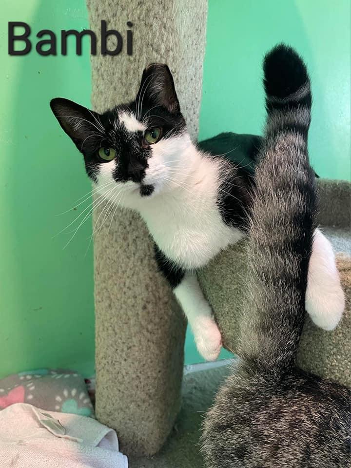 Bambi, Adoptable, Young Female Domestic Short Hair.