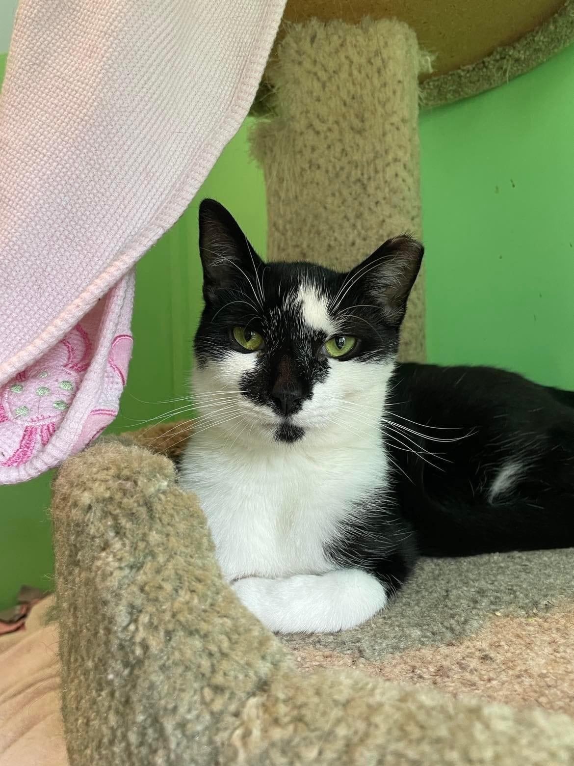 Enlarge Bambi, a Adoptable Domestic Short Hair in Flint Hill, VA image 3/3