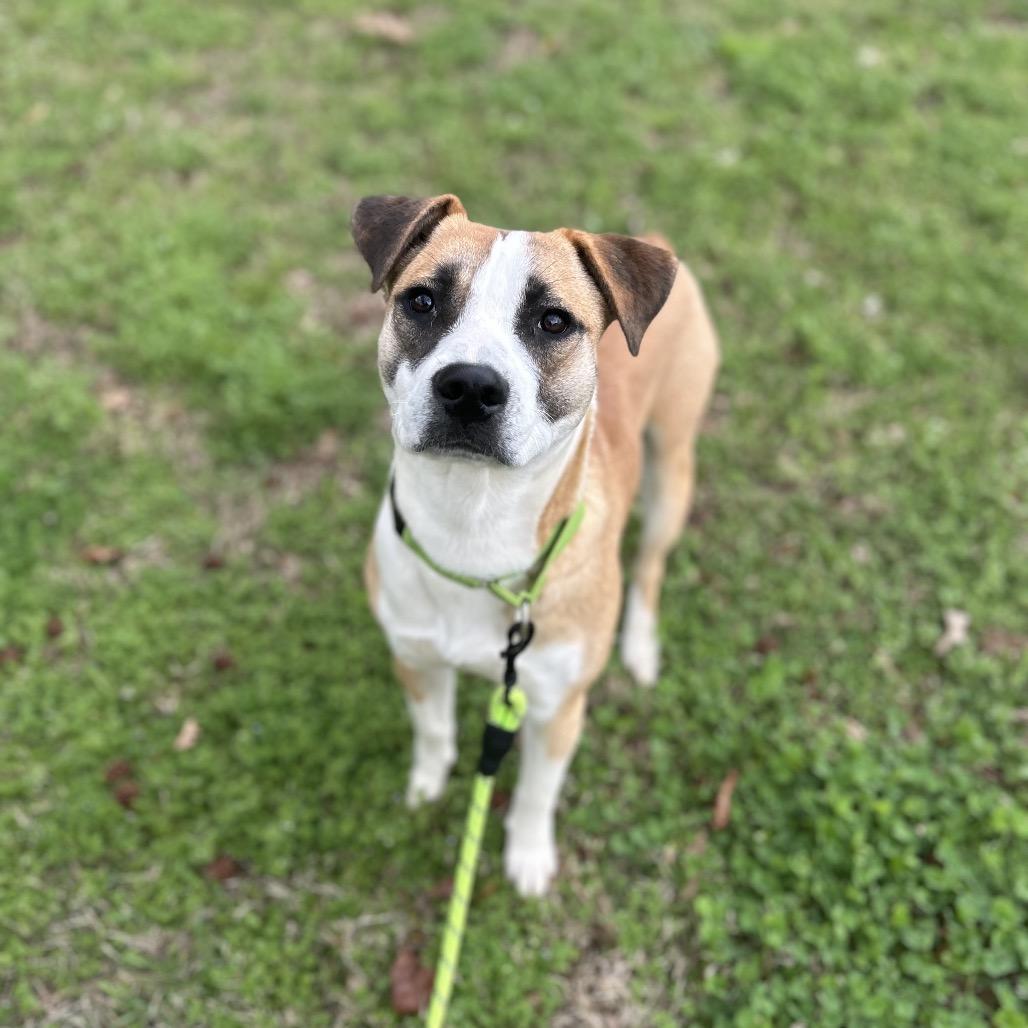 Will, a Adoptable Mixed Breed in Brownsboro, AL image 1/4