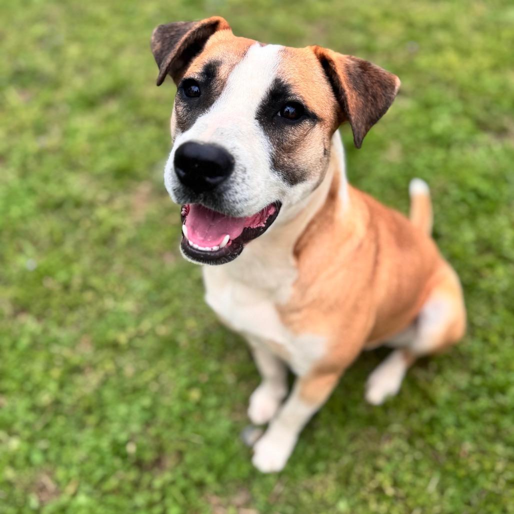 Will, a Adoptable Mixed Breed in Brownsboro, AL image 3/4