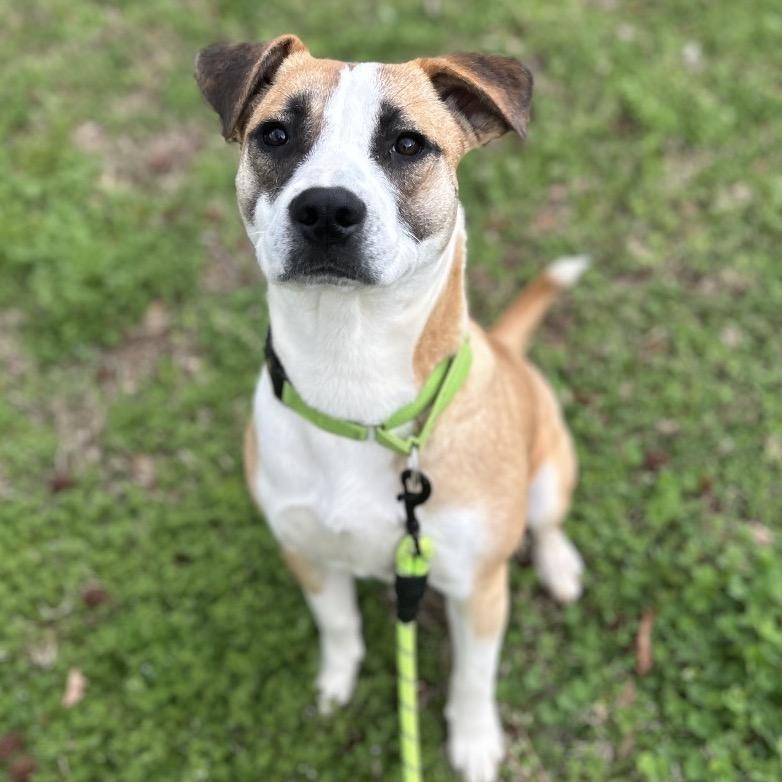 Will, a Adoptable Mixed Breed in Brownsboro, AL image 4/4