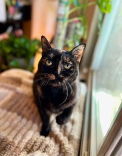 Enlarge Kali, a ADOPTABLE Domestic Short Hair in Oceanside, CA image 2/4
