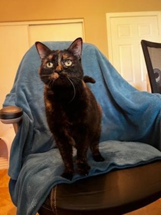 Enlarge Kali, a ADOPTABLE Domestic Short Hair in Oceanside, CA image 4/4