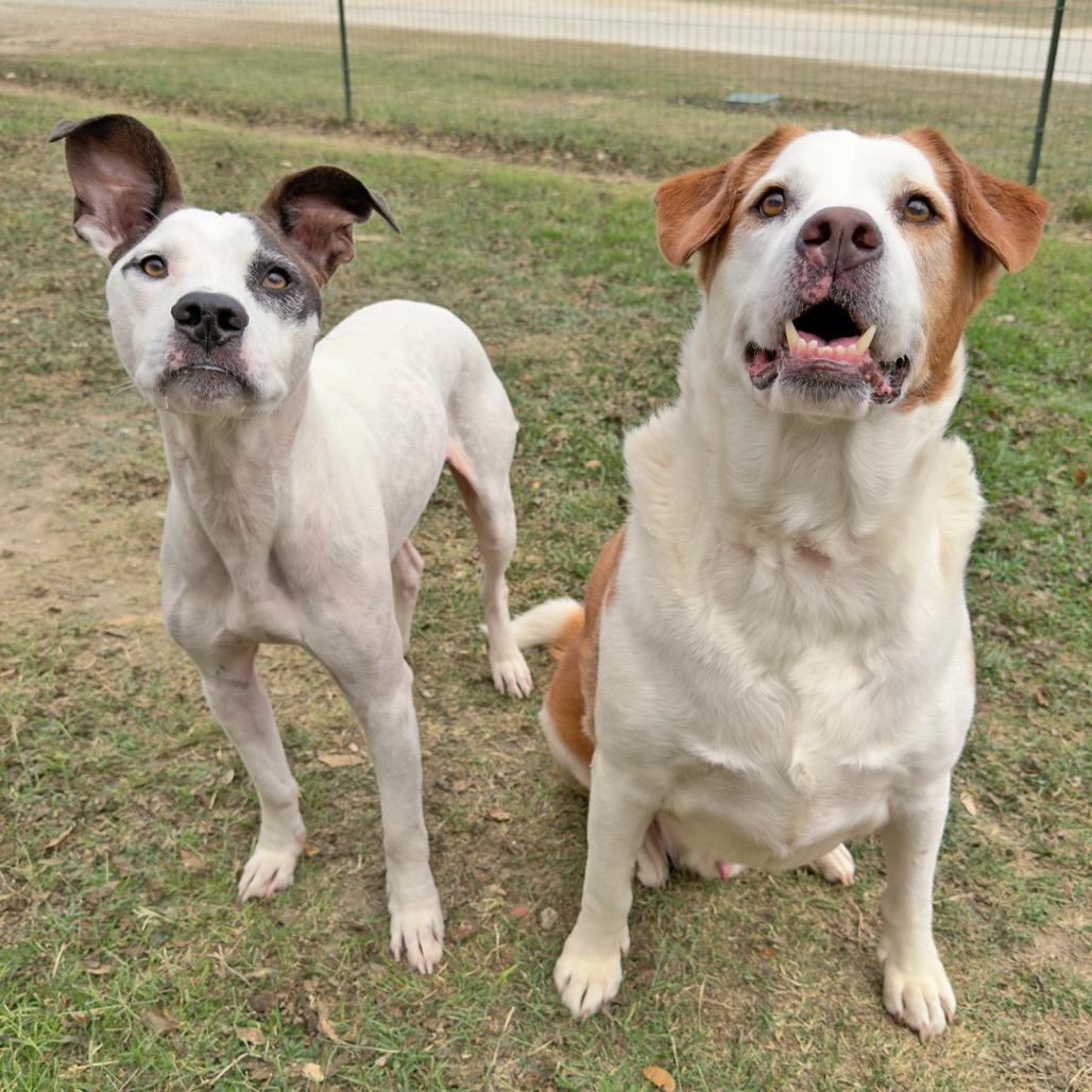 Buddy*, a Adoptable mixed breed in Leander, TX image 1/2