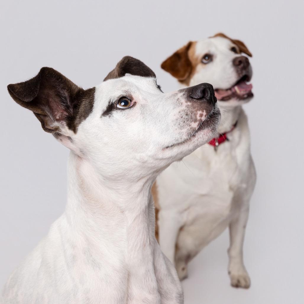 Enlarge Buddy*, a Adoptable mixed breed in Leander, TX image 4/6