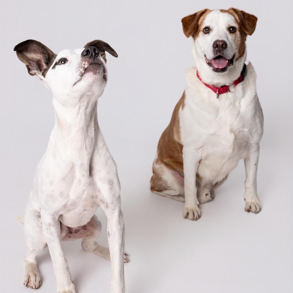 Enlarge Buddy*, a Adoptable mixed breed in Leander, TX image 6/6