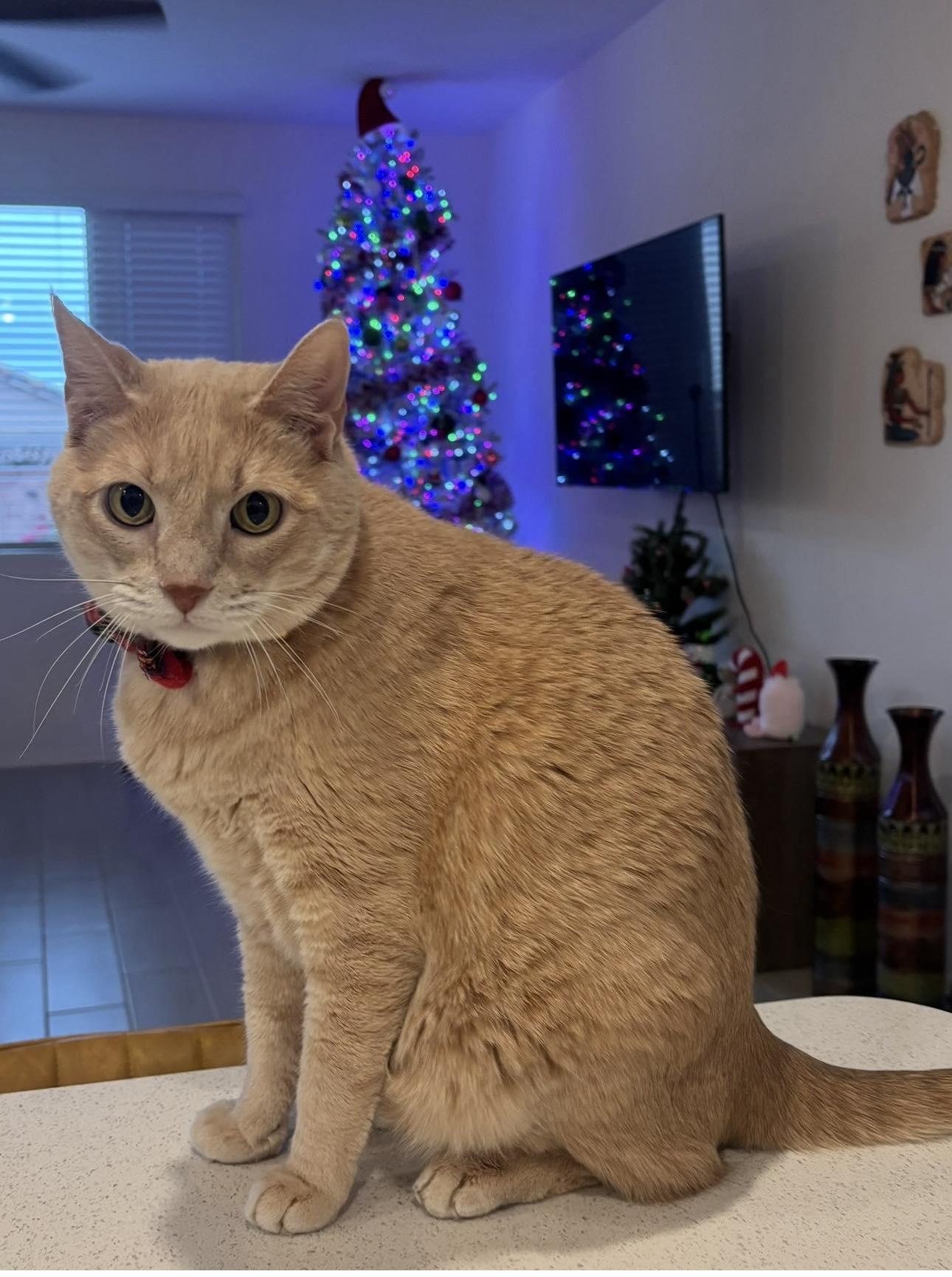 Enlarge Sonny, a ADOPTABLE Domestic Short Hair in Tucson, AZ image 1/1