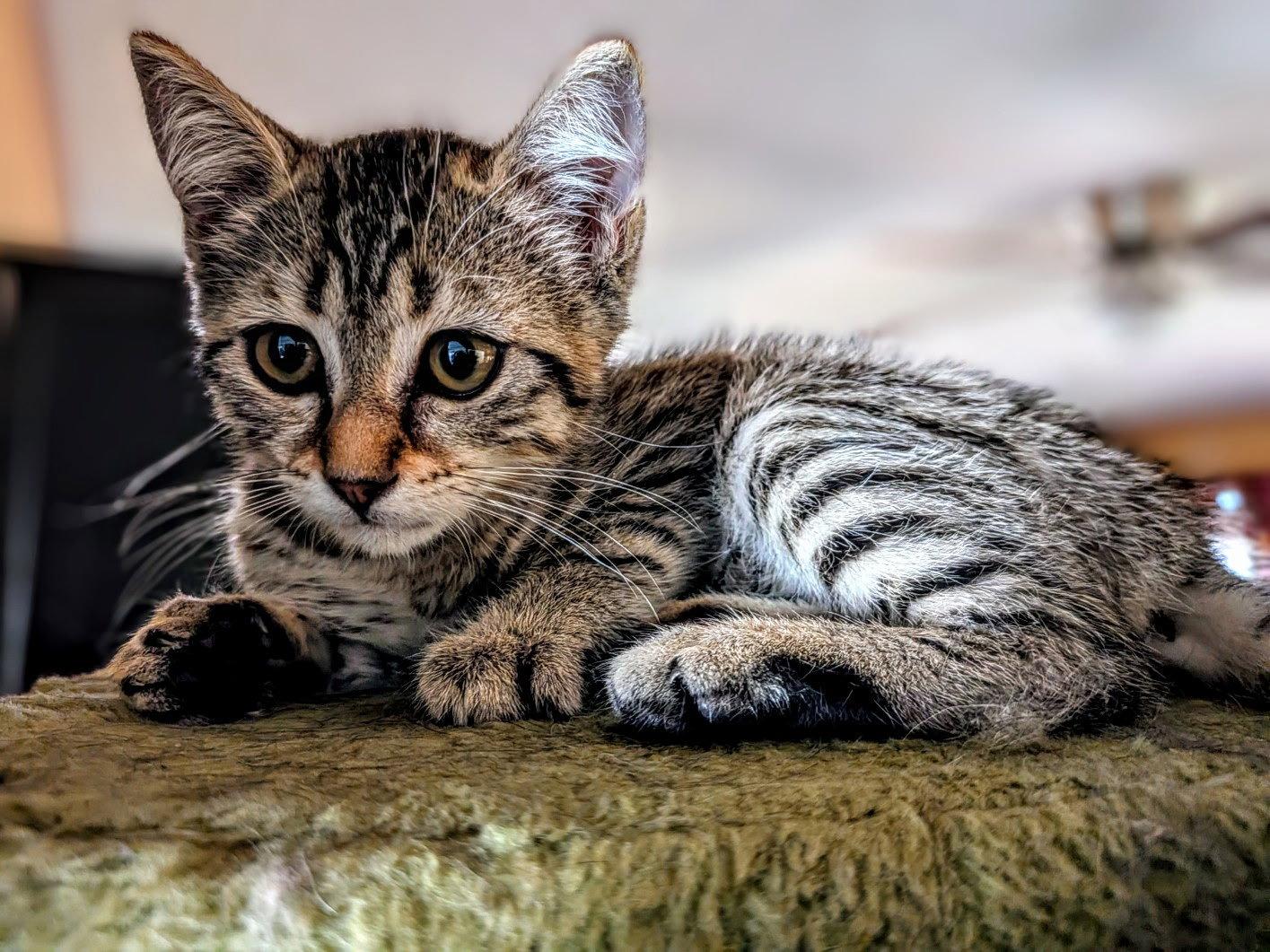 Zoe, Adoptable, Young Female Domestic Short Hair.