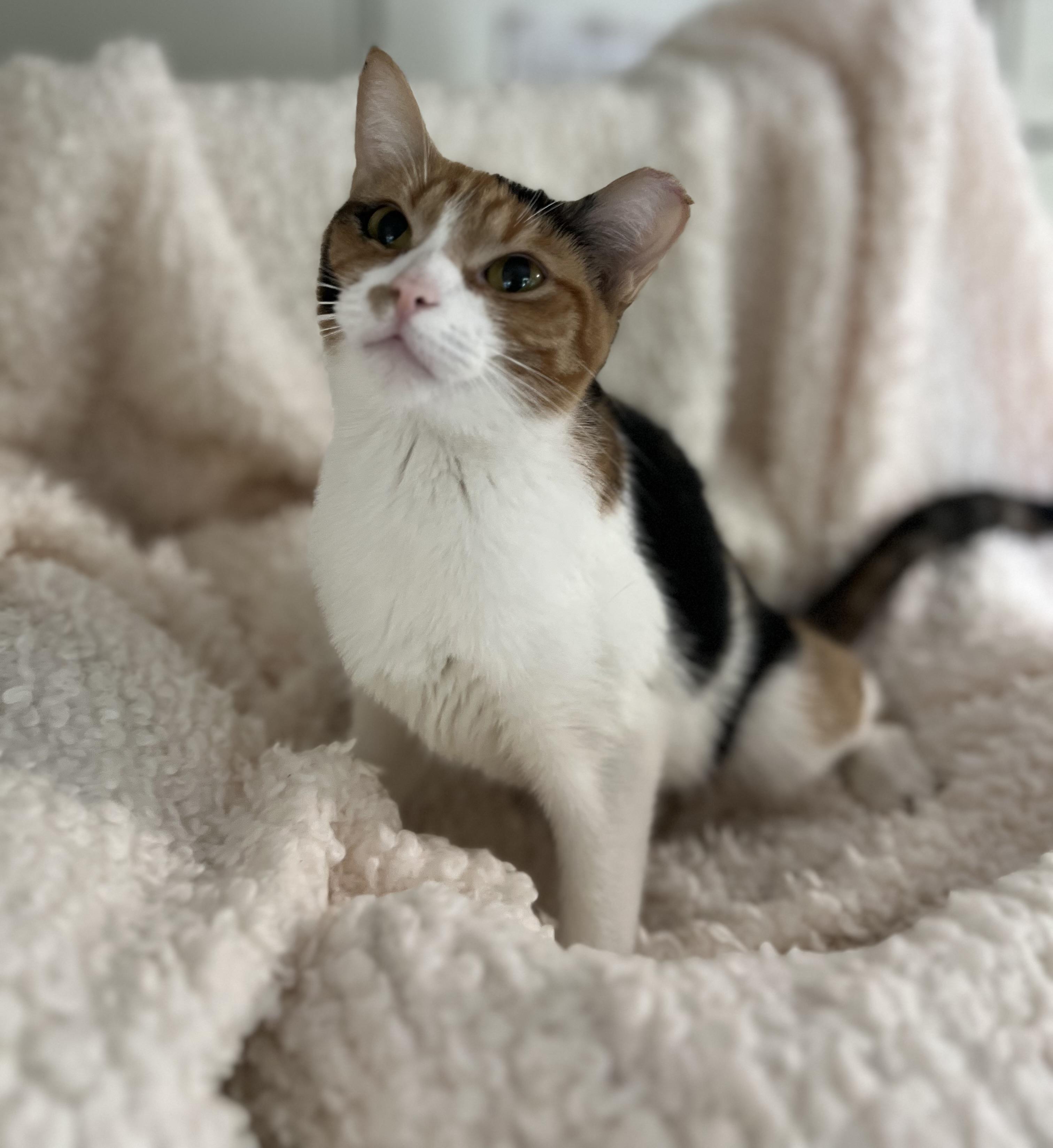 Enlarge Lucy, a Adoptable Calico in Lombard, IL image 1/3