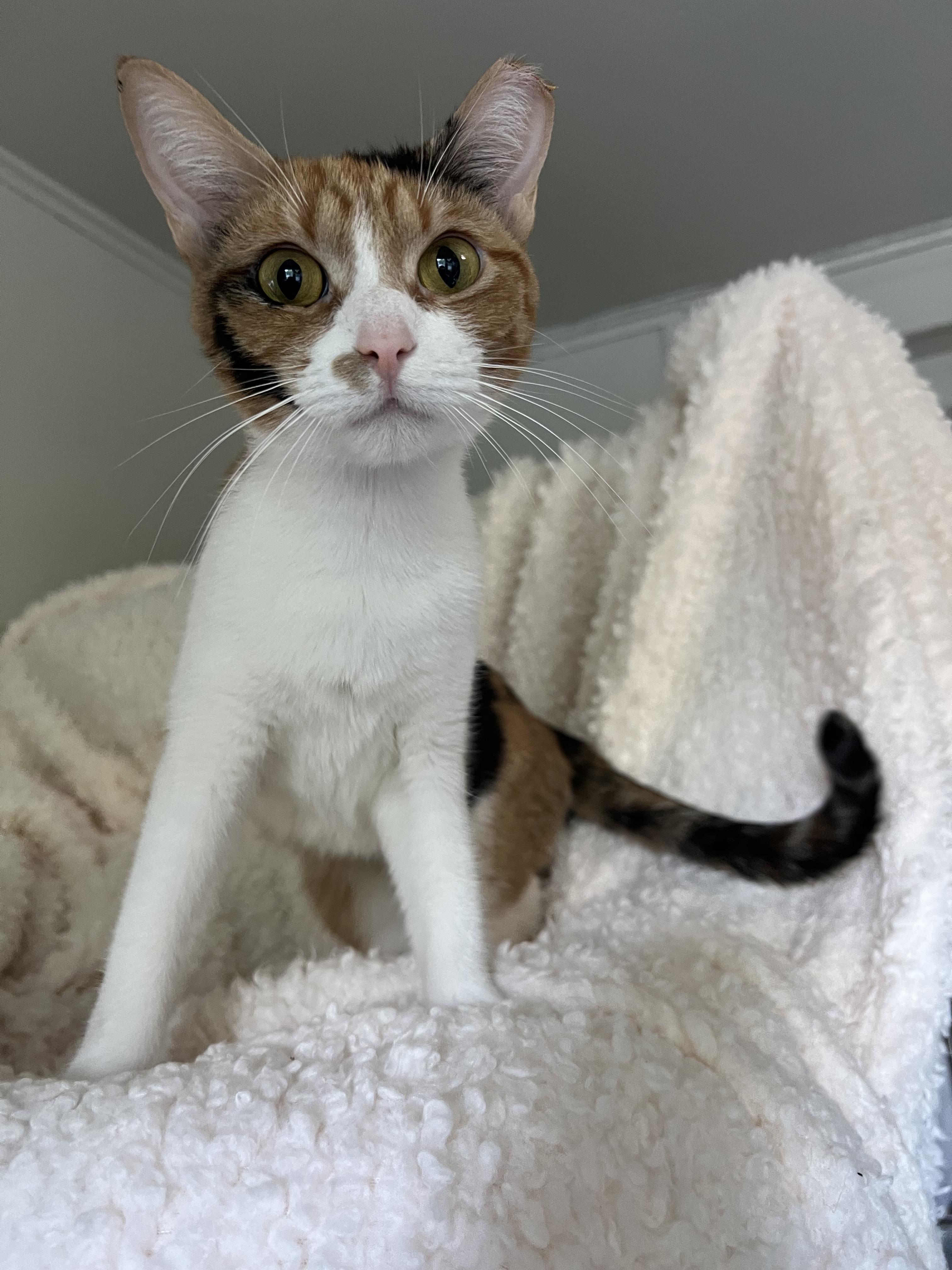Enlarge Lucy, a Adoptable Calico in Lombard, IL image 2/3